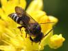 Coelioxys elongata